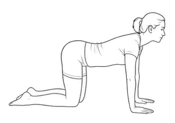 Bird dog – Start on all fours with your hands under your shoulders and knees under your hips. Keep your back straight and look down at the floor.
